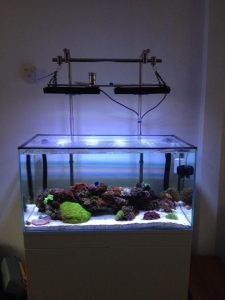 Stephen Shepherd -iquatics customer tank photos